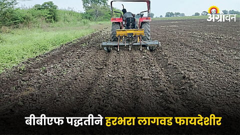 Chana Cultivation