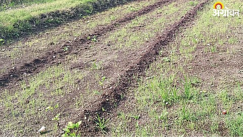 Onion Cultivation