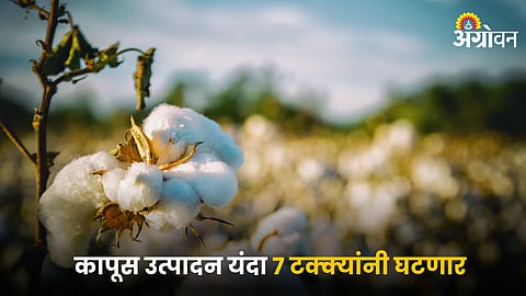 Cotton