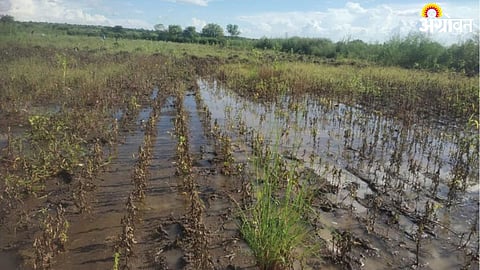 Crop Damage