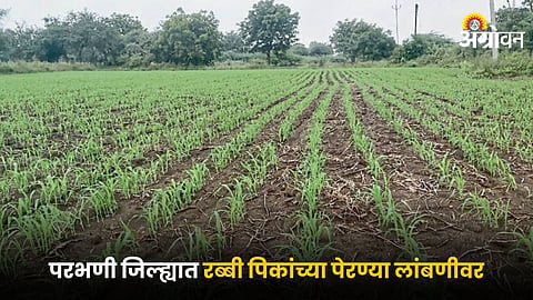 Rabi Crop