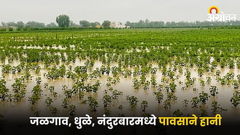 Crop Damage