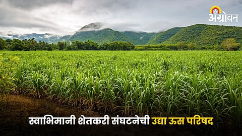 Sugarcane Conference