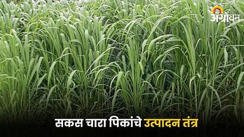 Fodder Crop