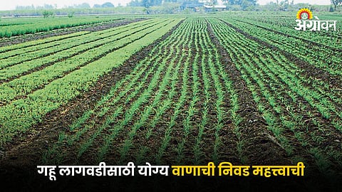Wheat Farming