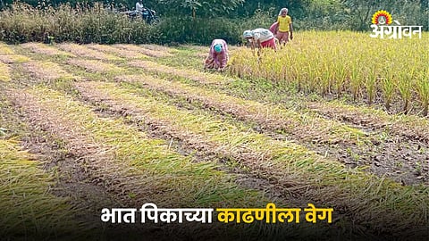 Paddy Crop