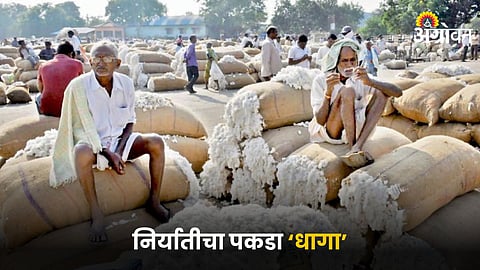 Cotton Market