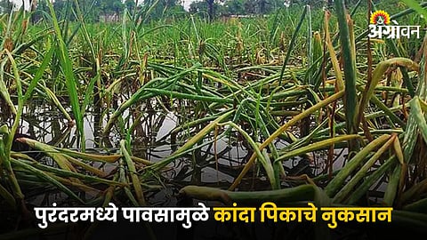 Onion Crop