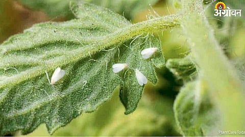 Tomato Pest