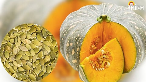 Pumpkin Seed 