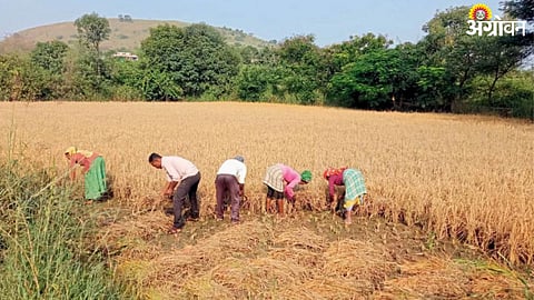 Paddy Harvesting