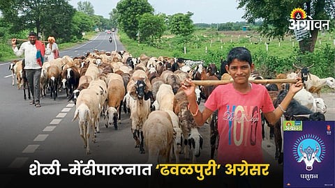 Goat Farming