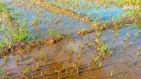 Crop Damage