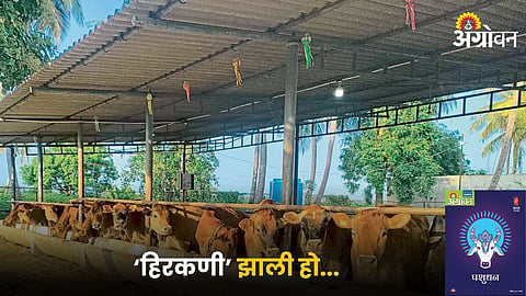 Cattle Farming