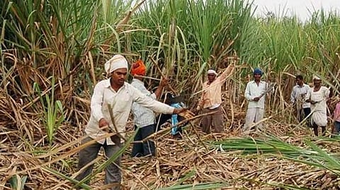 Sugarcane 
