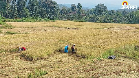 Paddy Harvesting