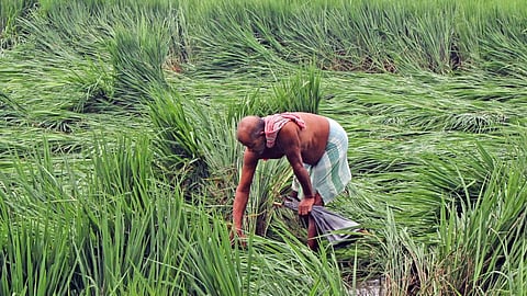 Crop Damage Due to Cyclone Dana