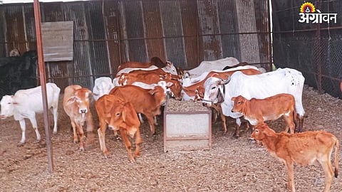 Stray Cows