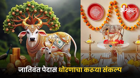 Desi Cow 