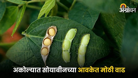 Soybean