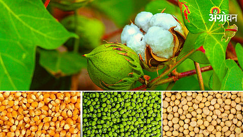 Agriculture Commodity Market 