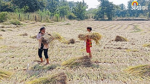 Paddy Harvesting