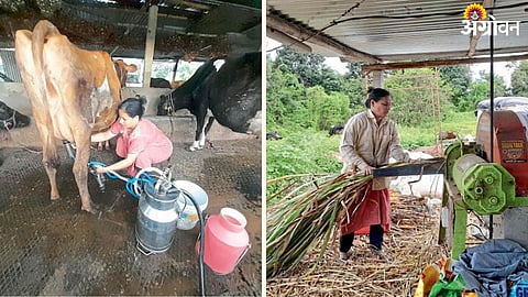 Dairy Farming 