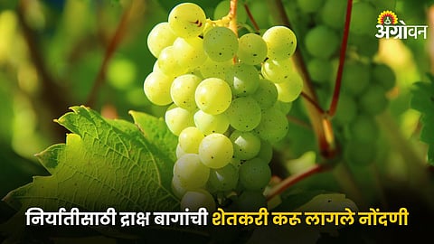 Grape