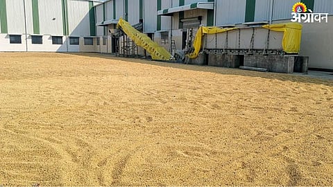 Soybean Rate 