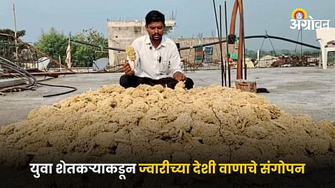 Jowar