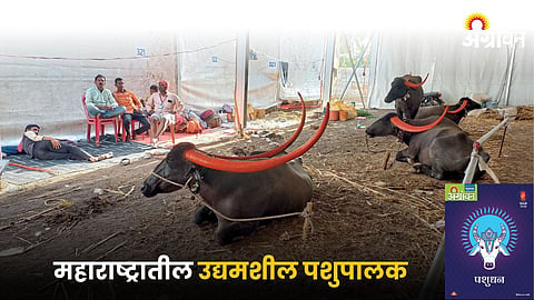 Animal Husbandry