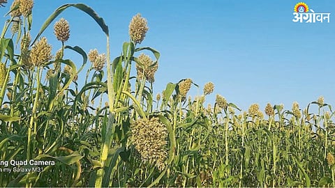 Hurda Jowar