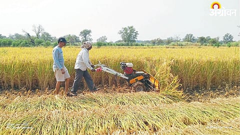 Paddy Harvesting 