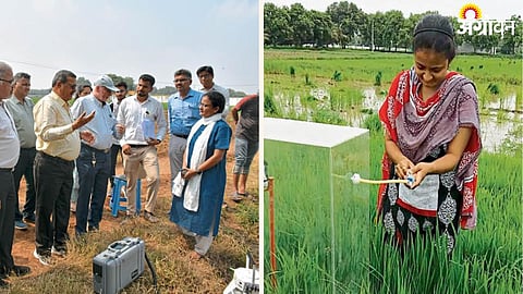 Paddy Farming 