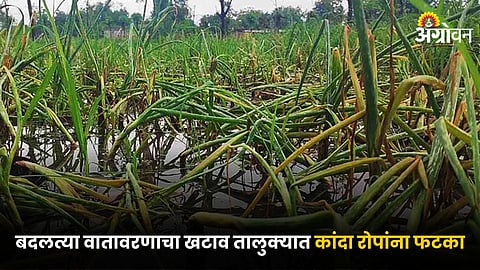 Onion Crop Damage
