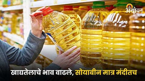 Edible Oil 