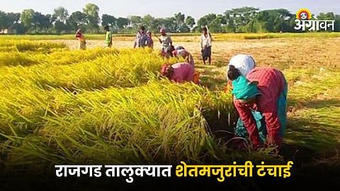Paddy Farming 