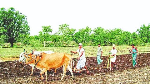 Kharif Season Loss