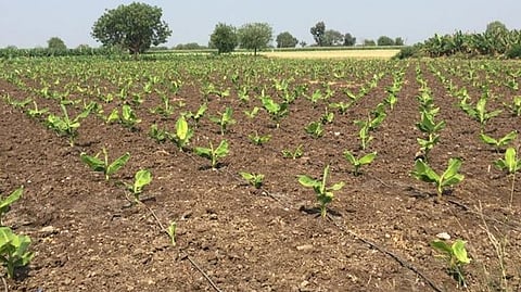 Banana plantation