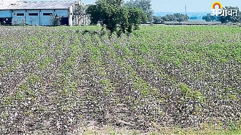 Cotton