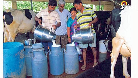 Dairy Farming 