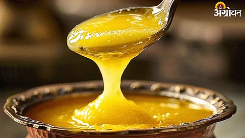 Adulterated Ghee : अमरावतीत दूध डेअरीतून ४५० किलो भेसळयुक्त तूप जप्त