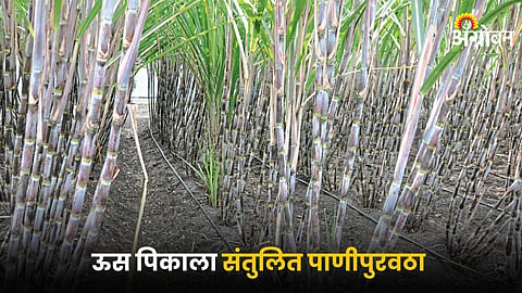 Sugarcane