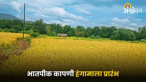 Paddy Crop