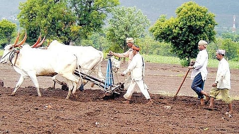 Jowar Sowing