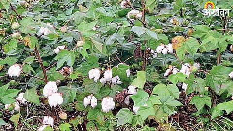 Cotton