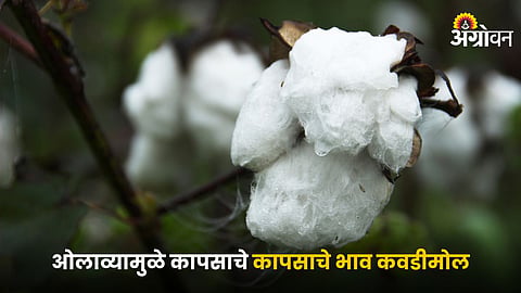 Cotton