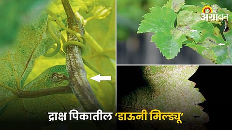 Downy Mildew in Grapes
