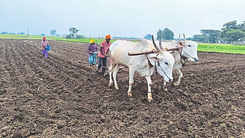 Rabi Season