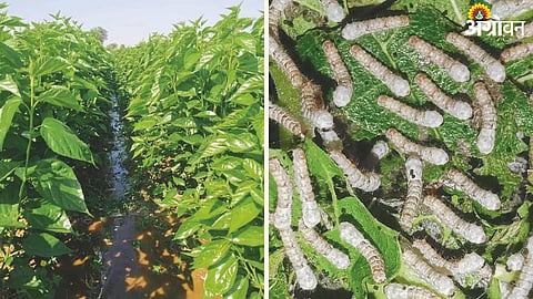 Silk Farming 